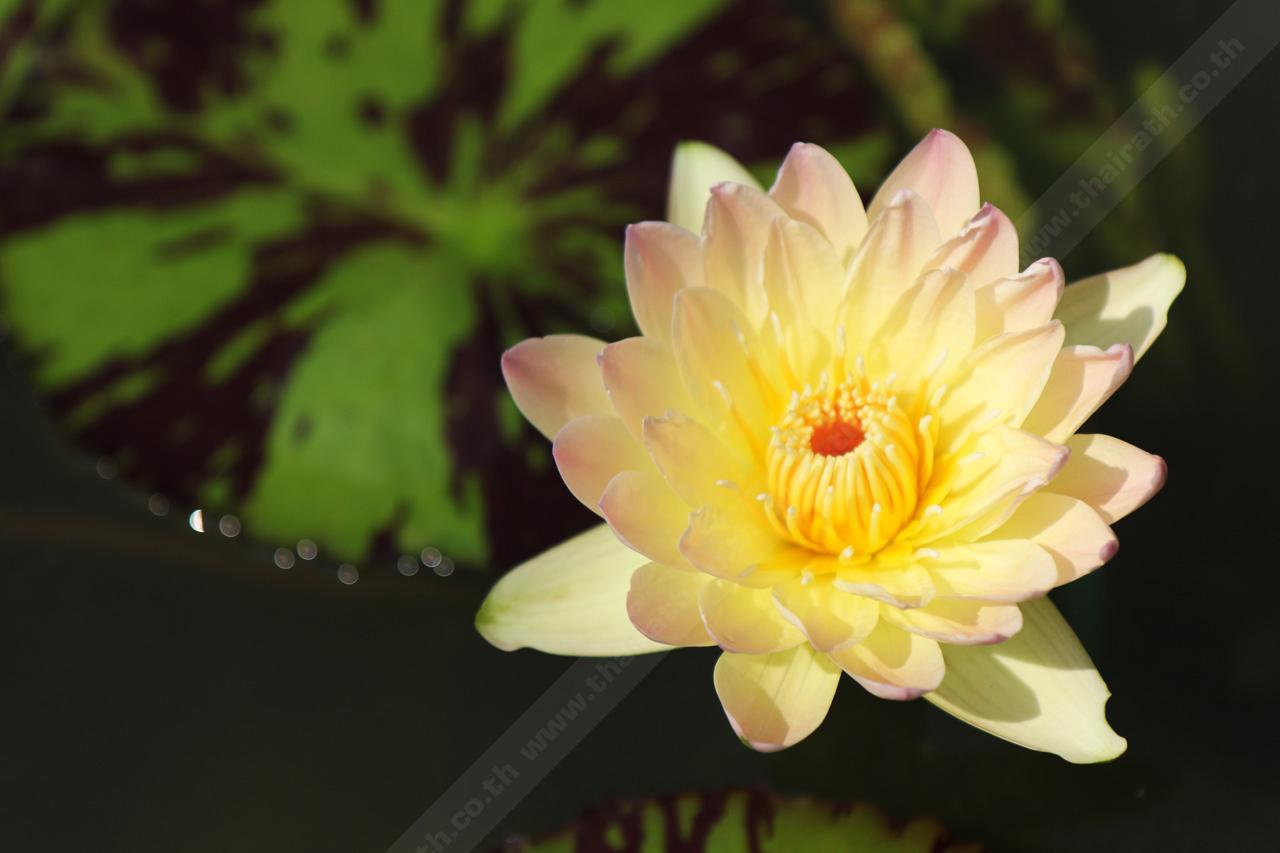 บัวที่มีใบลาย