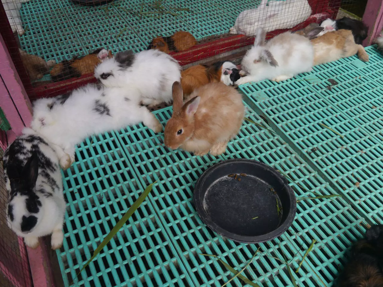 เผยปริศนา! 10 ข้อที่คุณไม่รู้ สวนสัตว์พาต้าและ กอริลลา บัวน้อย