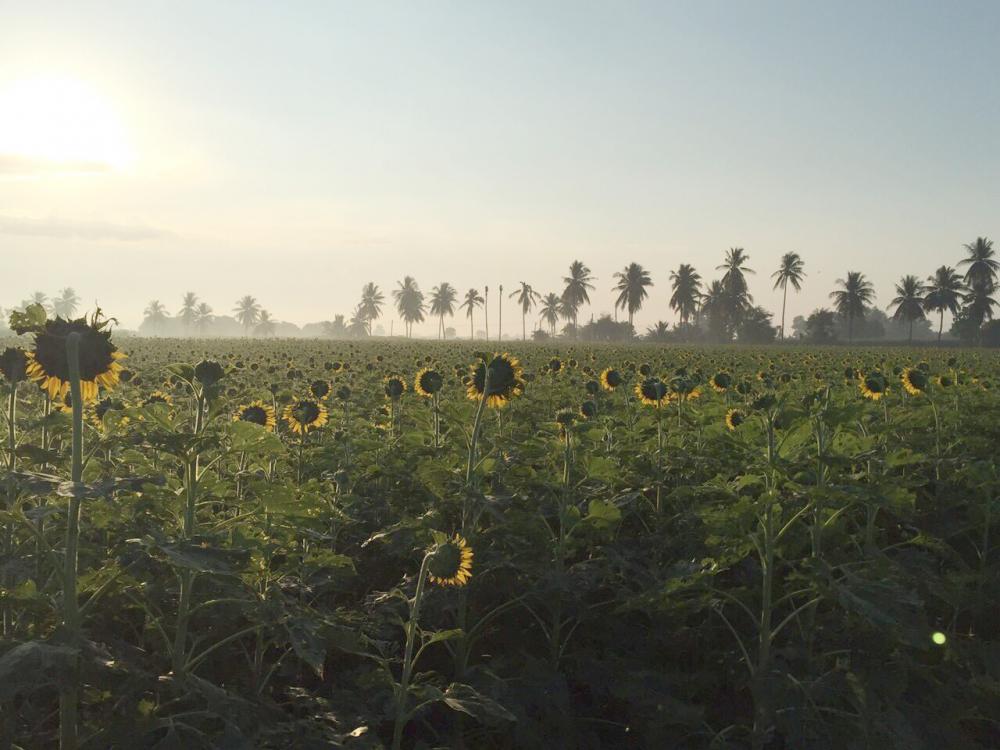 ทานตะวันจะหันดอกตามแสงอาทิตย์