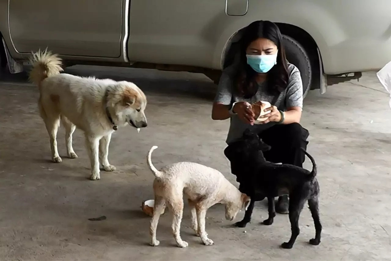 11 น้องหมาหลงใหลมะพร้าวน้ำหอม ขยันทำงานในสวน รอเจ้าของปอกเอาเนื้อให้กิน