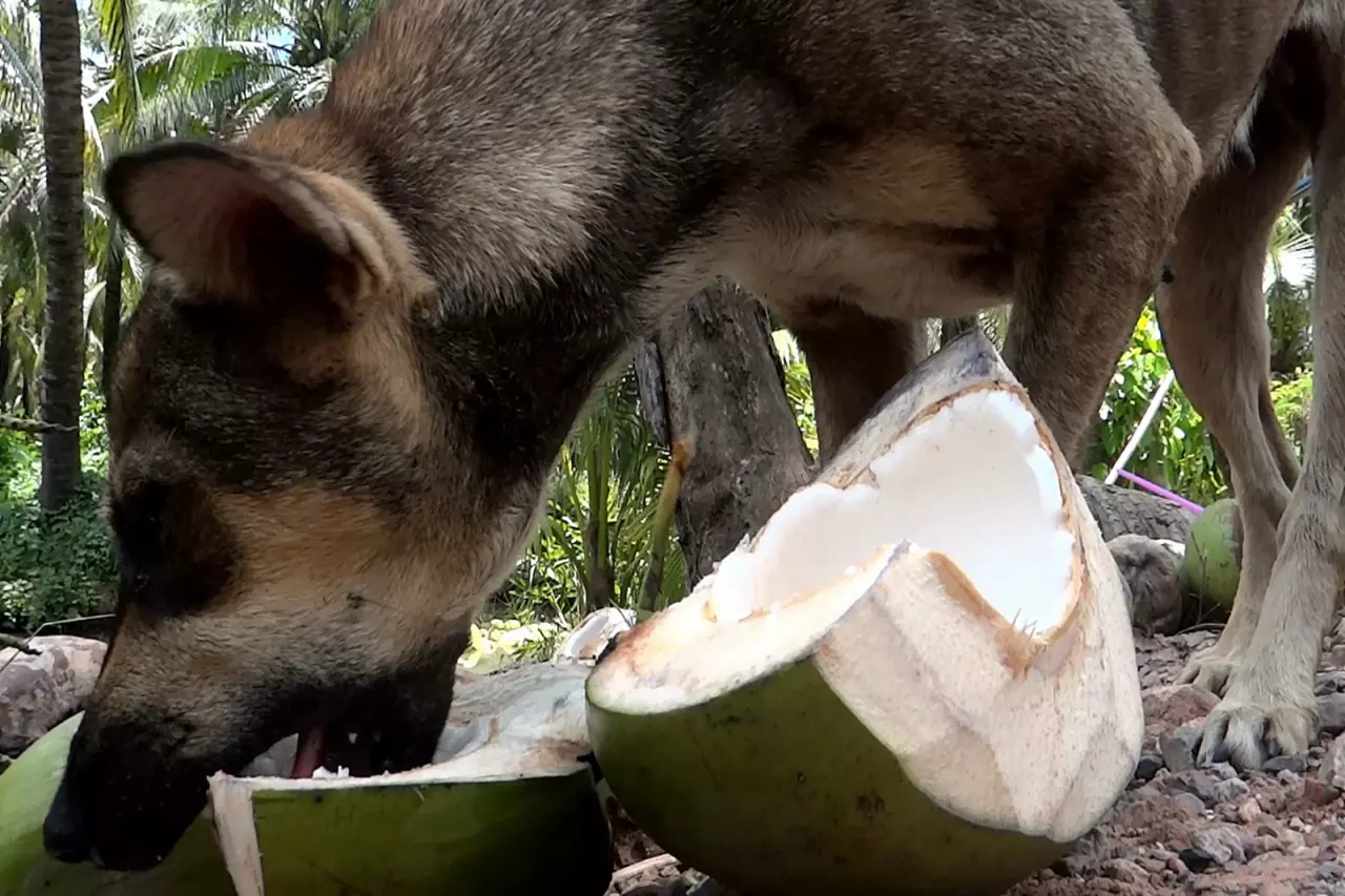 11 น้องหมาหลงใหลมะพร้าวน้ำหอม ขยันทำงานในสวน รอเจ้าของปอกเอาเนื้อให้กิน