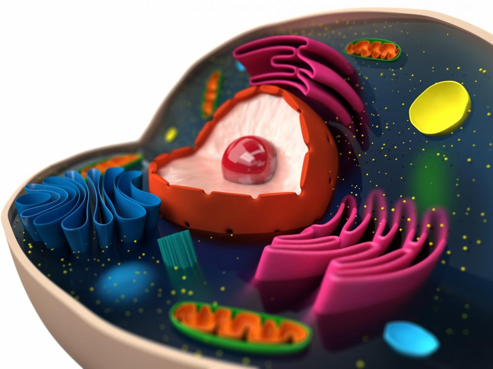 ไมโทคอนเดรีย DNA อยู่ในถุงสีเขียวนอกนิวเคลียส มีสารพันธุกรรมที่ระบุผ่านสาแหรกฝ่ายหญิงได้เท่านั้น