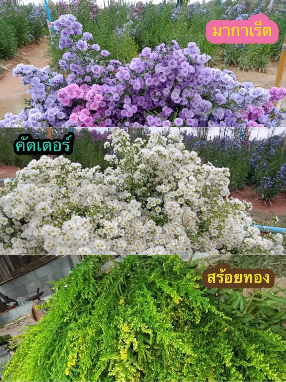 ลงทุน 800 สร้างรายได้เดือนละเกือบแสน อาชีพเสริมผัวเมียเกษตรกร ยุคโควิด