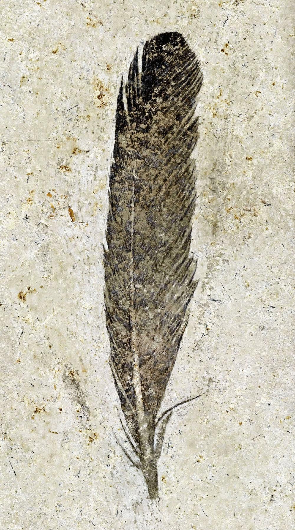 Credit : Museum fur Naturkunde