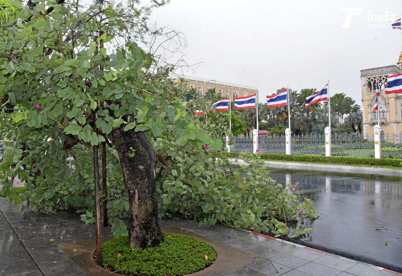 ต้นชงโคบริเวณถนนหน้าทำเนียบรัฐบาลหัก