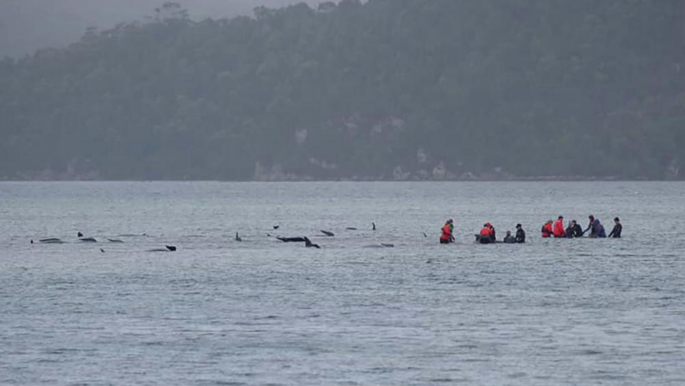ทีมกู้ภัยออสเตรเลียพยายามช่วยชีวิตวาฬนำร่องหลงเกยตื้นชายหาดเกาะแทสมาเนีย
