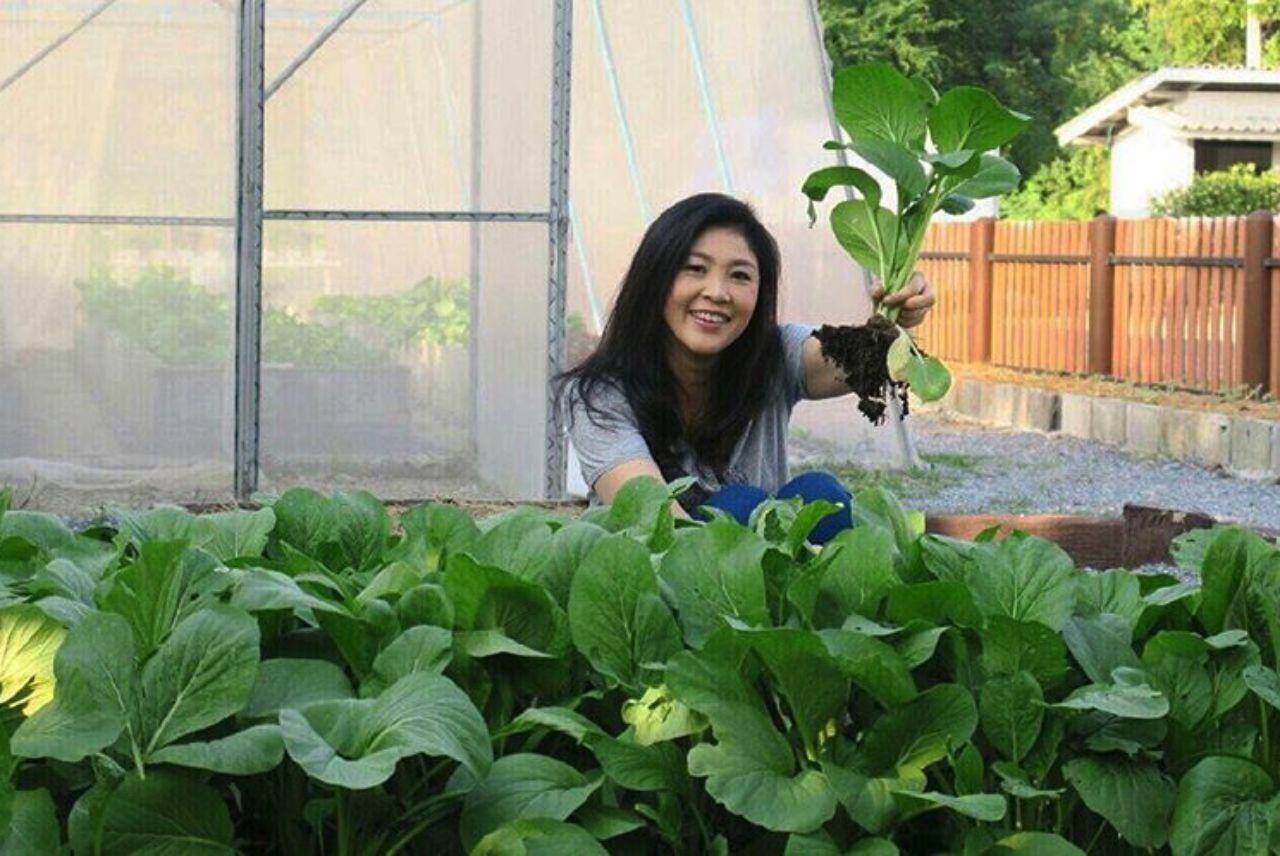 ภูมิใจชอบปลูกผักทาน