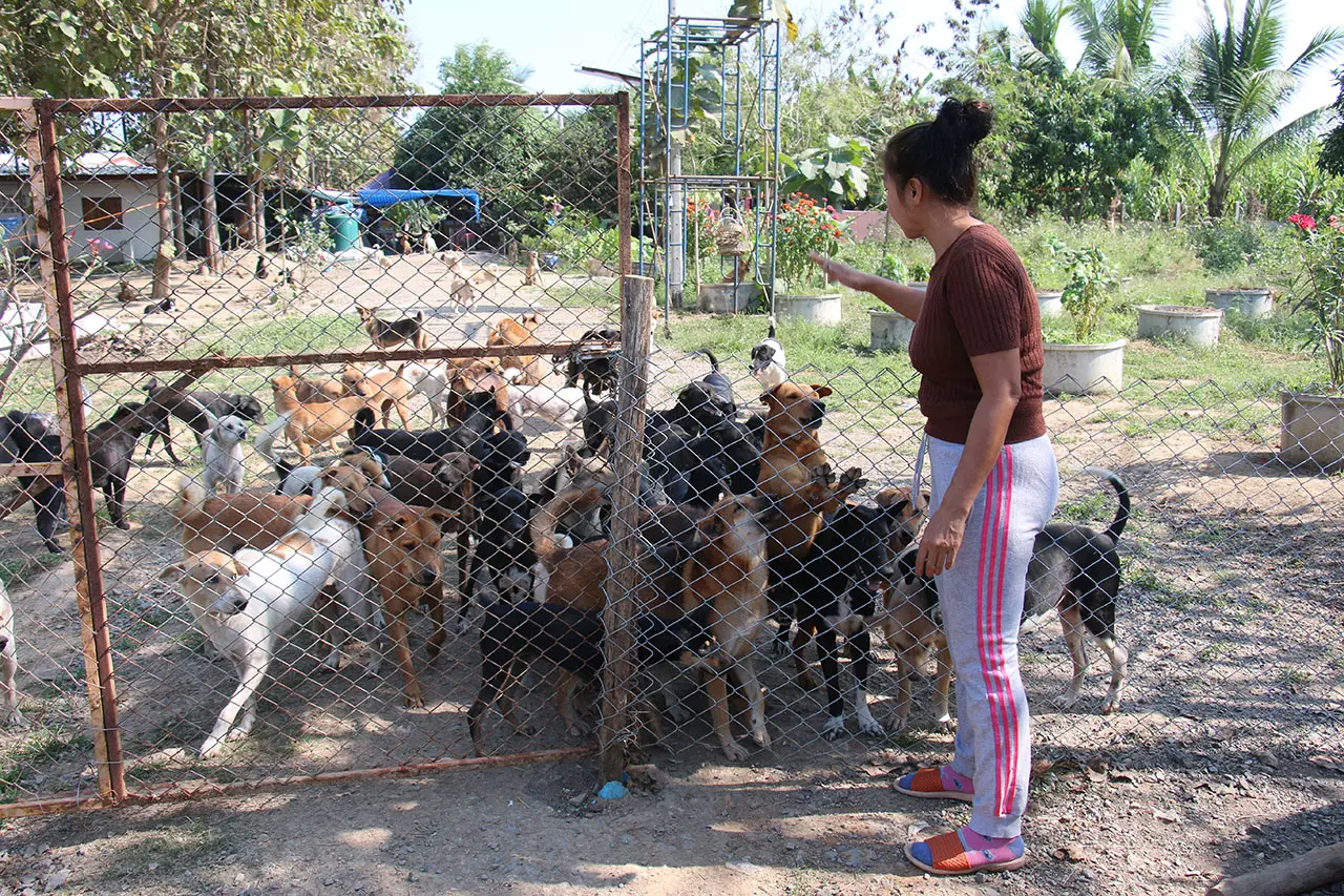'คู่รัก'รับเลี้ยงหมา-แมวจรจัดกว่า 300ตัว แบกภาระไม่ไหว วอนผู้ใจบุญช่วย