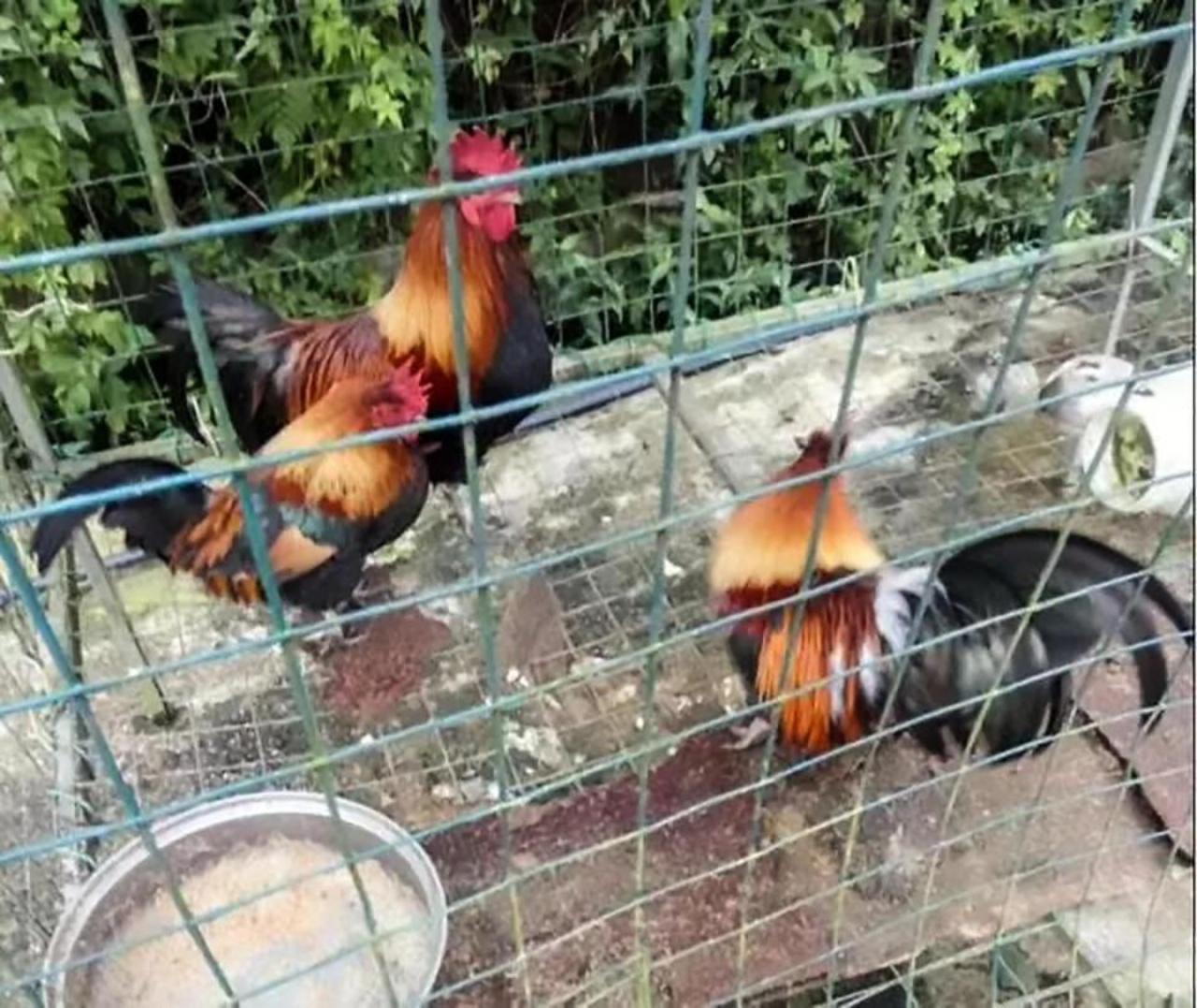 มีกระทั่งไก่บ้าน