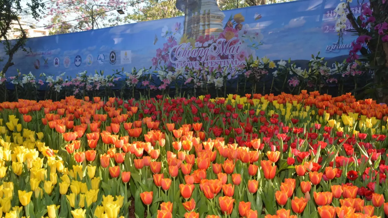 เชียงใหม่โว! งานไม้ดอกไม้ประดับปีนี้ พบกัน 2-4 ก.พ.จัดอย่างยิ่งใหญ่