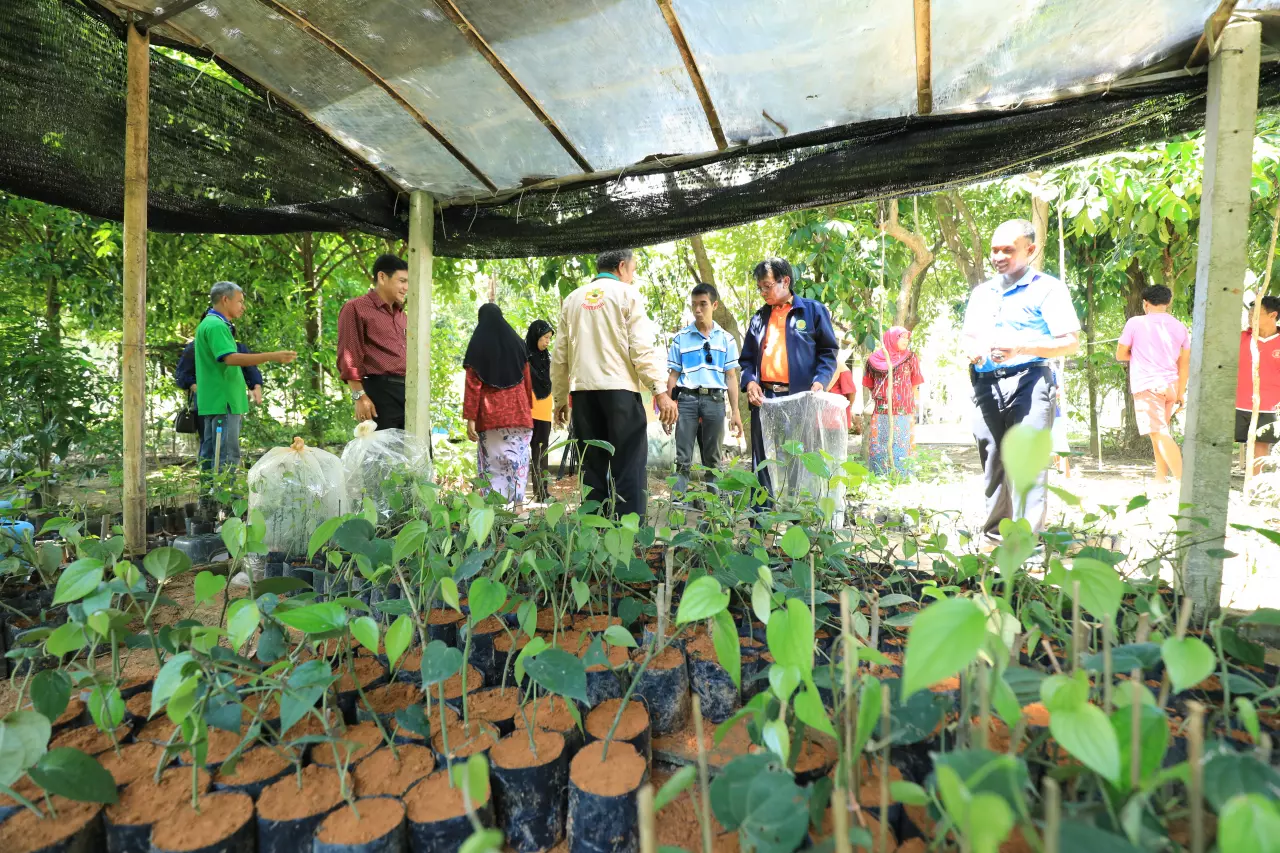 เกษตรกรการันตี พริกไทยพันธุ์ปะเหลียน จ.ตรัง ผลผลิตปลอดภัยไร้สารเคมี