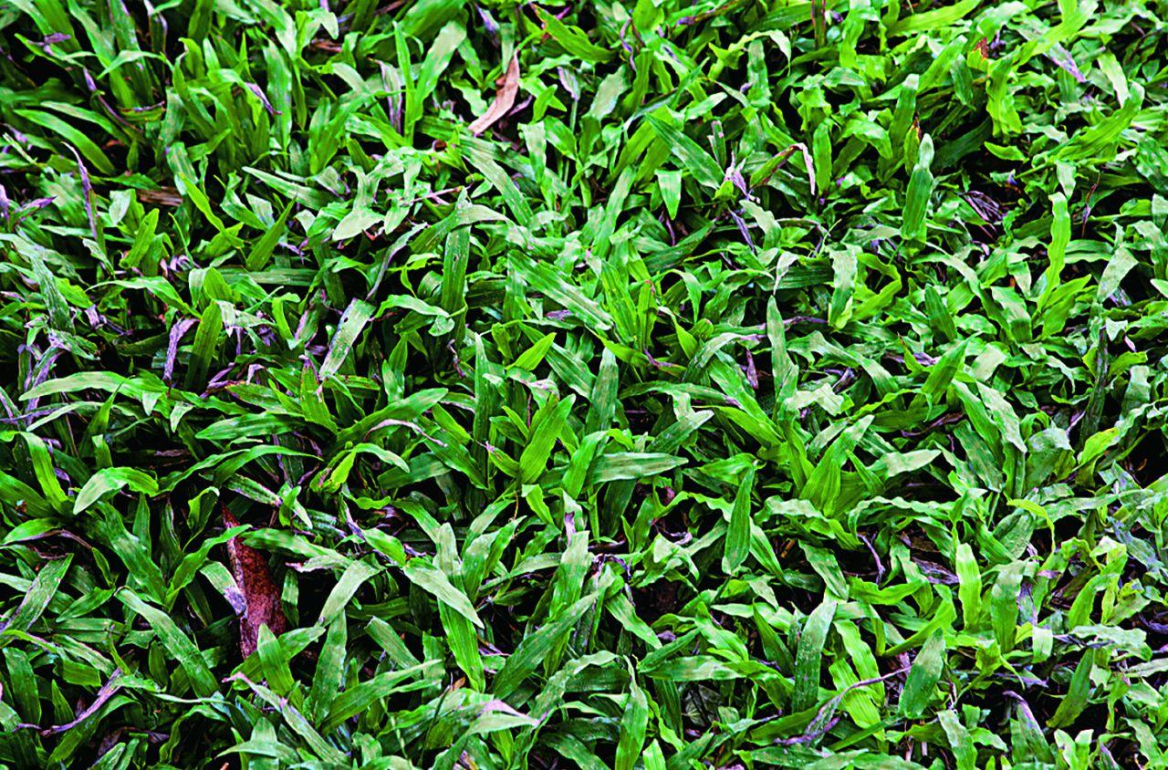 หญ้านวลน้อย (Manila Grass : Zoysia matrella)