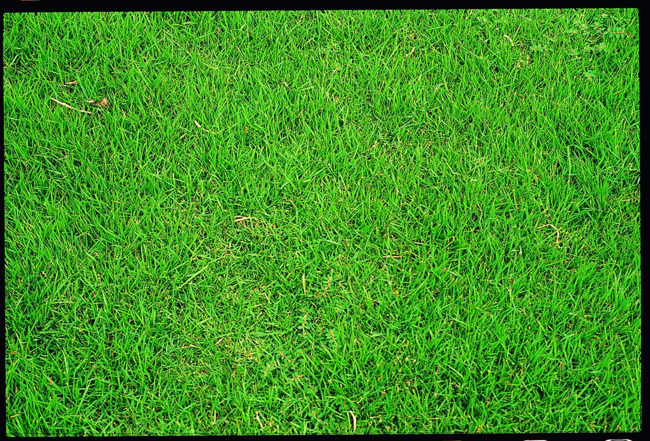 หญ้าญี่ปุ่น (Japanese Lawn Grass : Zoysia japonica)