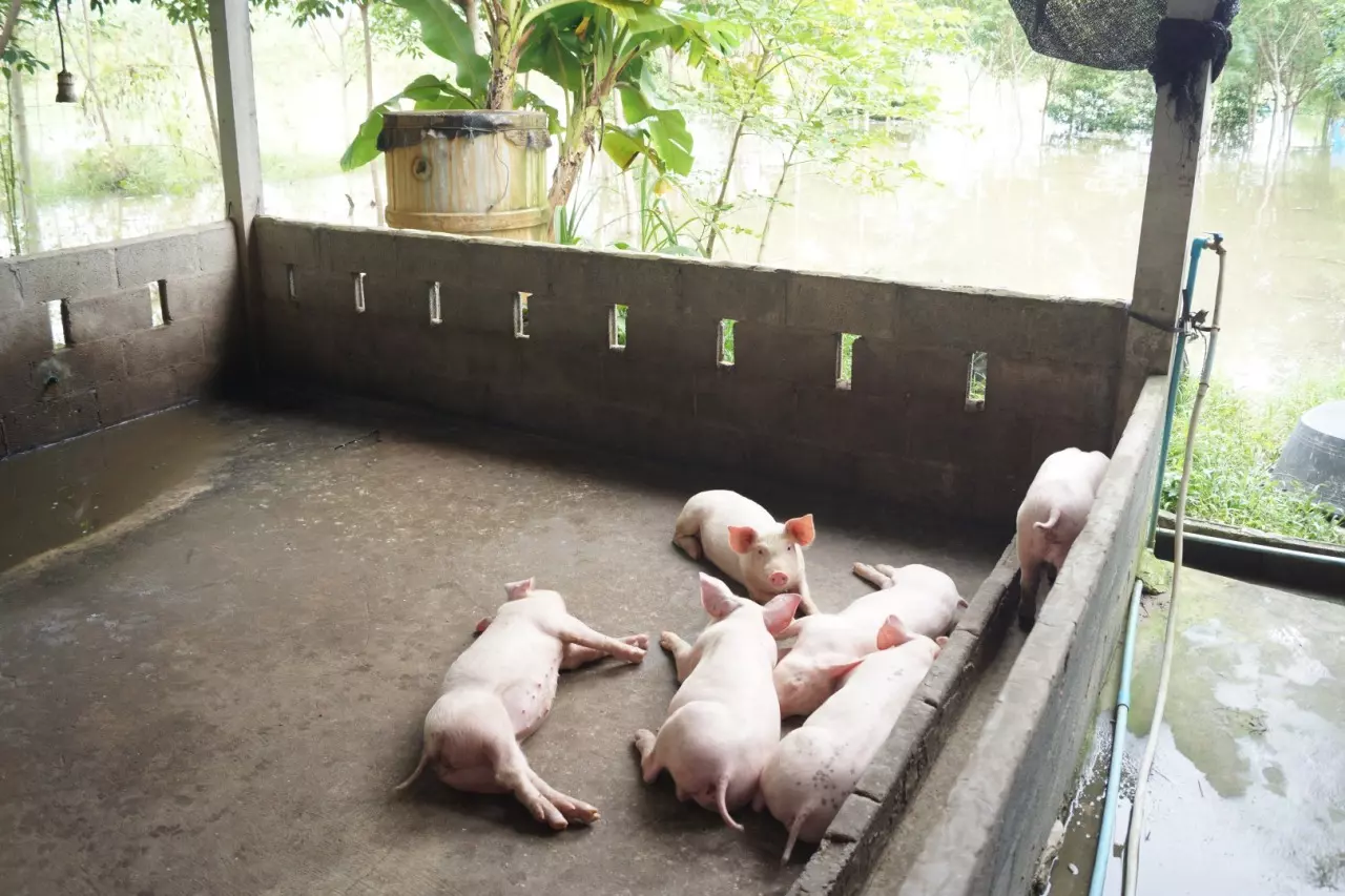 บึงกาฬน้ำโขงลดลงแต่โนนสมบูรณ์ยังท่วม เกษตรกรเร่งขนหมูหนีน้ำวุ่น