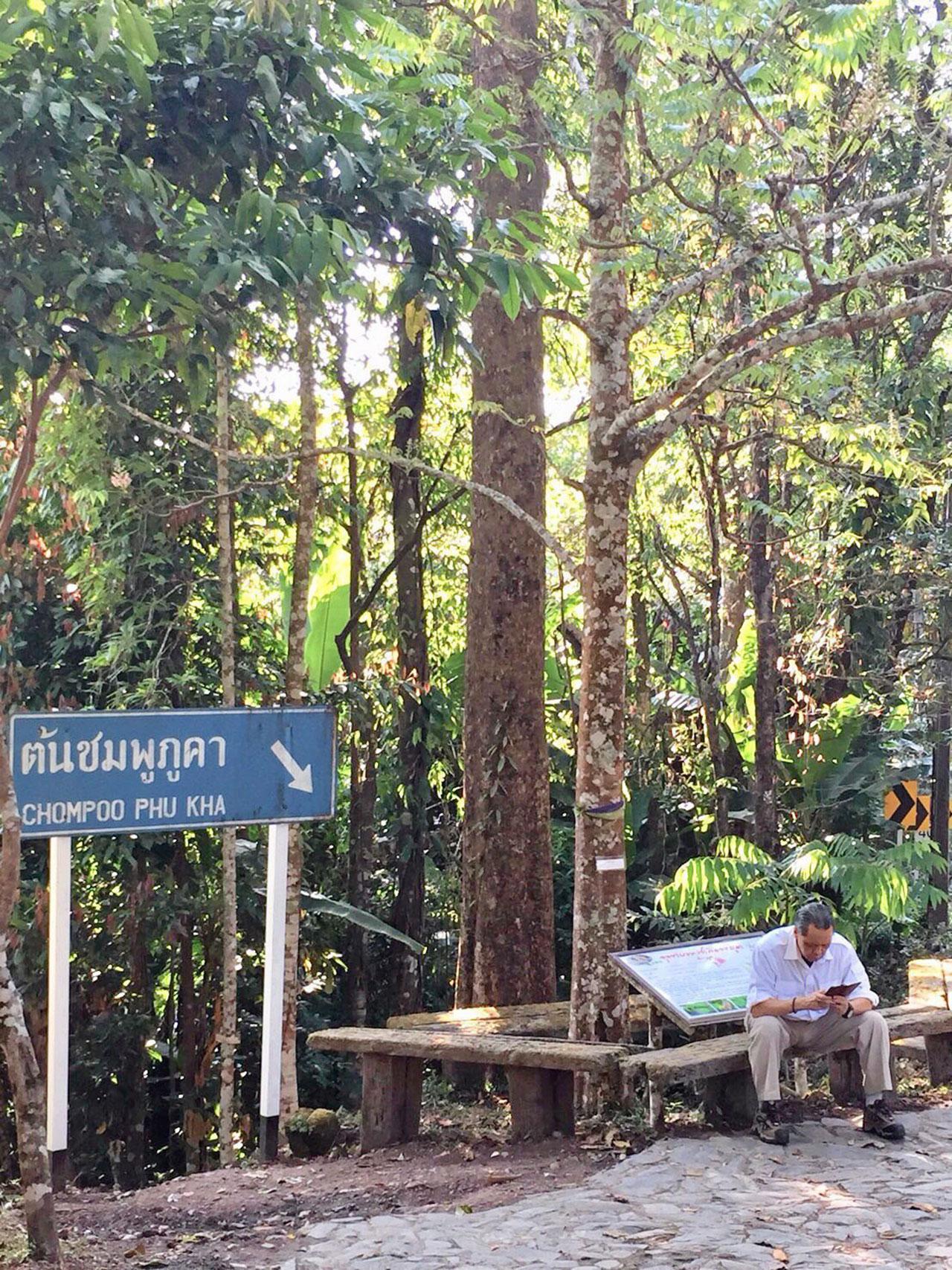 ต้นชมพูภูคา