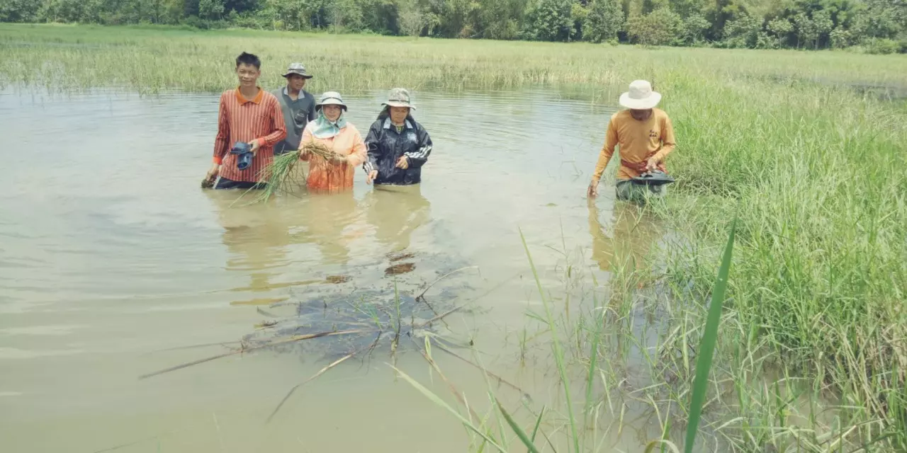 น้ำท่วมบึงกาฬ ชาวนาระทมหนัก ต้นข้าวจมน้ำเน่าตายกว่า 6 หมื่นไร่