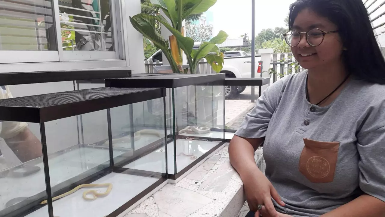นิสิต ม.เกษตรฯ เพาะพันธุ์ลูกงู "ปล้องฉนวนสร้อยเหลืองเผือก" ได้คนแรกในโลก