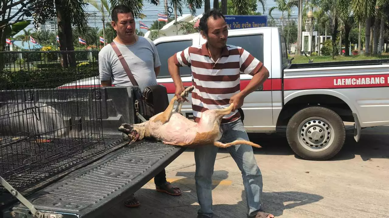 รวบคาเตา หนุ่มเขมรลวกน้ำร้อน ถอนขนตูบ เตรียมชำแหละกิน!