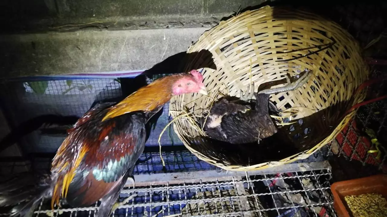 ที่รักฟื้นสิ งูเหลือมรัดไก่ตัวเมียแน่นิ่ง ตัวผู้ไม่รู้เรียกเมียรักให้ตื่น (คลิป)
