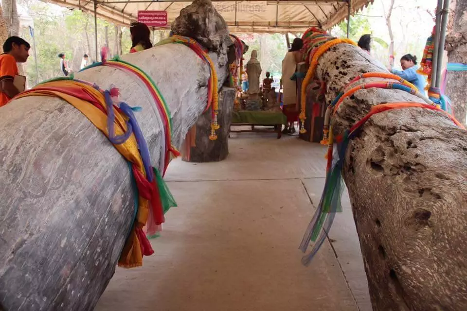 ลาภก้อนใหญ่ ให้รางวัลที่1ซ้ำซ้อน ชาวบ้านแห่ถูตะเคียนยักษ์ วัดไพรพัฒนา