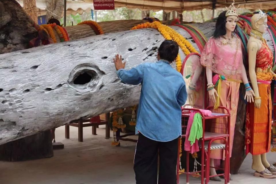 ลาภก้อนใหญ่ ให้รางวัลที่1ซ้ำซ้อน ชาวบ้านแห่ถูตะเคียนยักษ์ วัดไพรพัฒนา