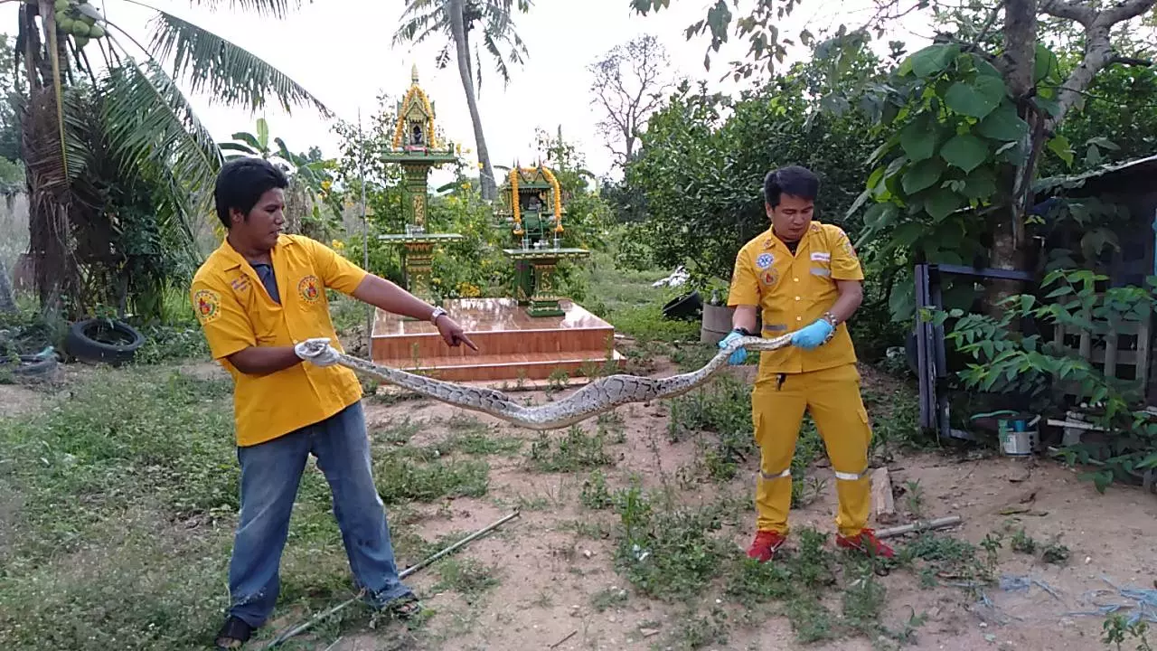 น้องอิ่มเหลือเกิน "งูเหลือม" กลืนกระต่ายป่าลงท้อง พุงป่องไม่น่ารักเลย