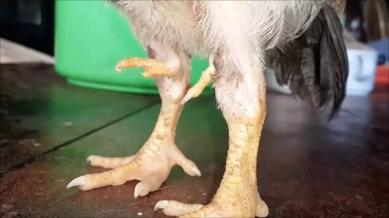 คอหวยอุดรฯ แห่ตีเลขเด็ด ไก่ 4 ขาที่บ้านเชียง หวังรับโชคช่วงสงกรานต์ (คลิป)