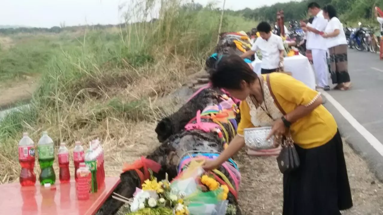 เซียนหวยร่วมพิธีอัญเชิญ "ตะเคียนยักษ์" ไปวัดทุ่งโป่ง ไม่พลาดได้เลขเด็ด