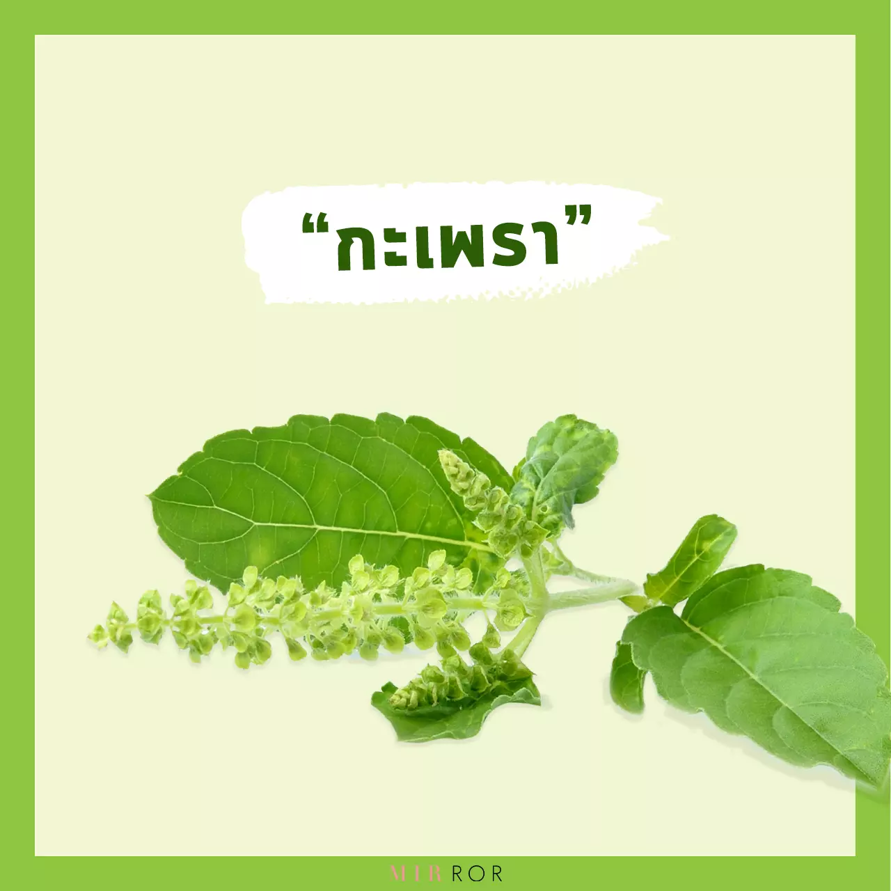 "ลดน้ำหนัก" ด้วย 10 "สมุนไพร" สรรพคุณที่ทำให้ผอม