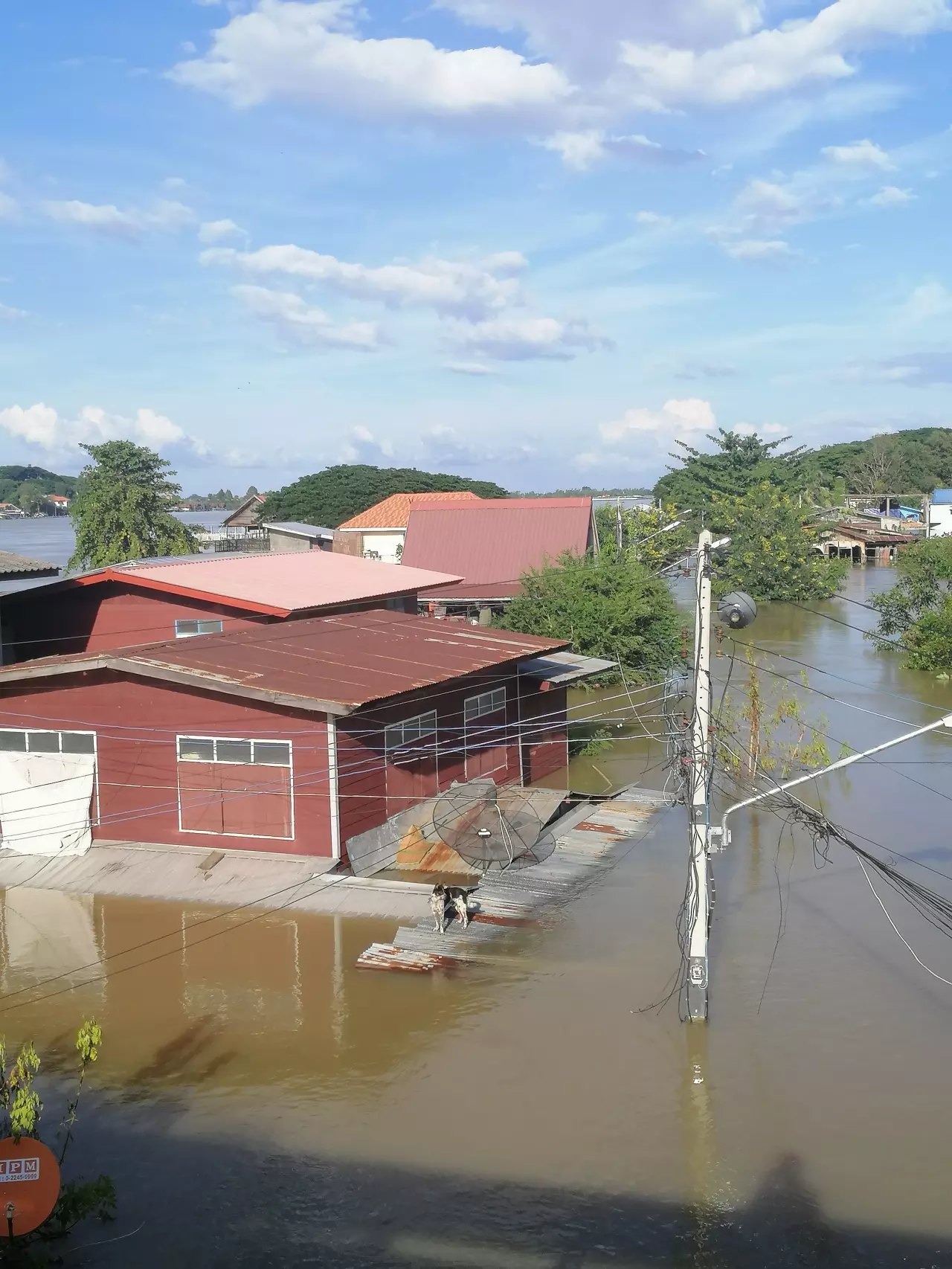 น้ำท่วมอุบลฯ ชาวบ้านไร้ที่ขับถ่ายวอนขอสุขา หมาแมวไร้ที่อยู่เกาะหลังคา