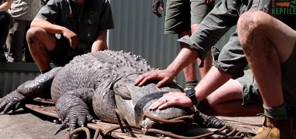 Cr ภาพ @Australian Reptile Park Facebook