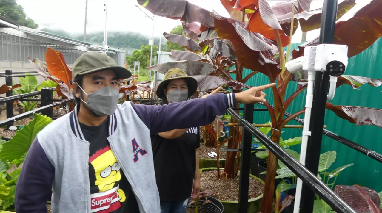 หนุ่มราชบุรีพาชมสวน "กล้วยด่าง" มูลค่า 100 ล้าน ลงทุนติดกล้องวงจรปิดเฝ้า 48 ตัว (คลิป)