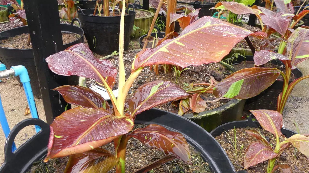 หนุ่มราชบุรีพาชมสวน "กล้วยด่าง" มูลค่า 100 ล้าน ลงทุนติดกล้องวงจรปิดเฝ้า 48 ตัว (คลิป)