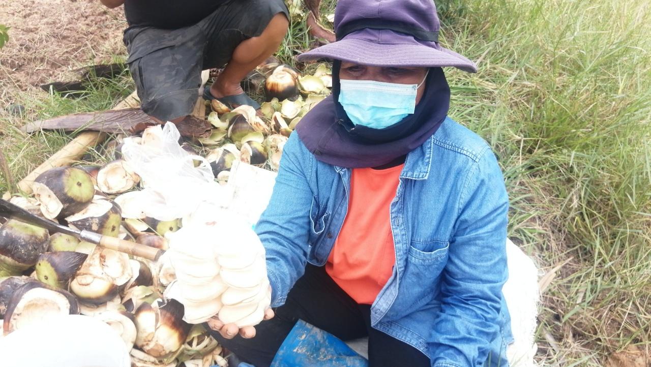 แม่ค้าลูกตาล ดีกรี แชมป์ผ่าตาล อ.โนนไทย