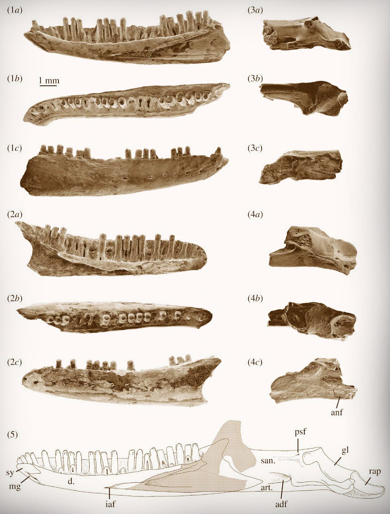 Credit : Thorn et al., doi: 10.1098/rsos.201686