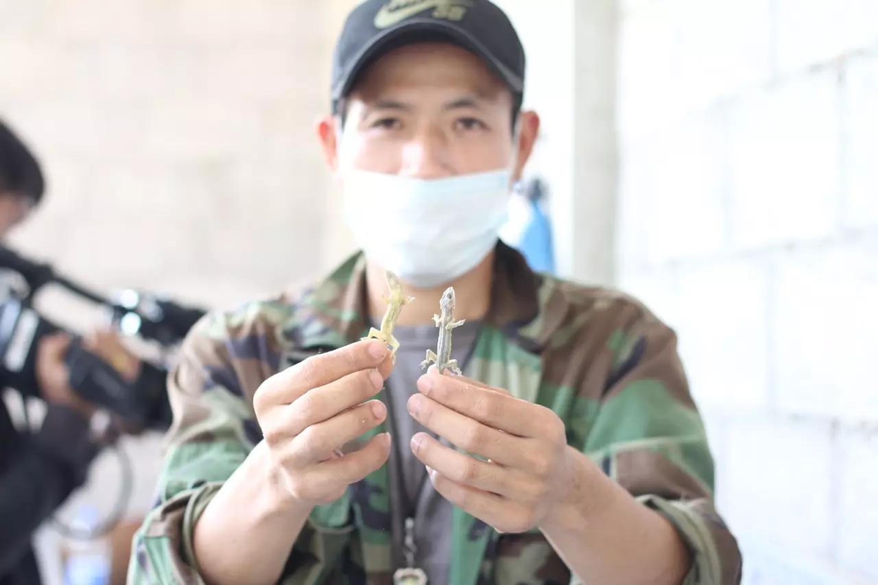 ไม่เลือกงานไม่ยากจน รวมฮิต จับจิ้งจก-ตุ๊กแก-ไส้เดือน ส่งออก ขายได้ทั้งปี