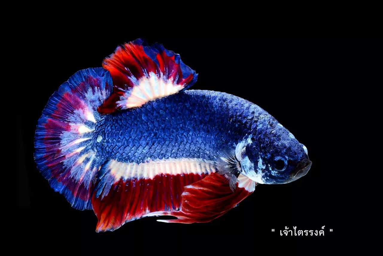 “ปลากัด” ปลาสวยงามพันล้าน เคล็ดลับผสมพันธุ์ “กาแล็คซี่” สีใหม่กำลังมา