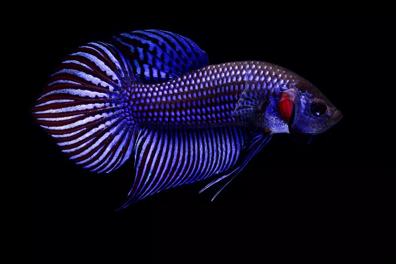 “ปลากัด” ปลาสวยงามพันล้าน เคล็ดลับผสมพันธุ์ “กาแล็คซี่” สีใหม่กำลังมา