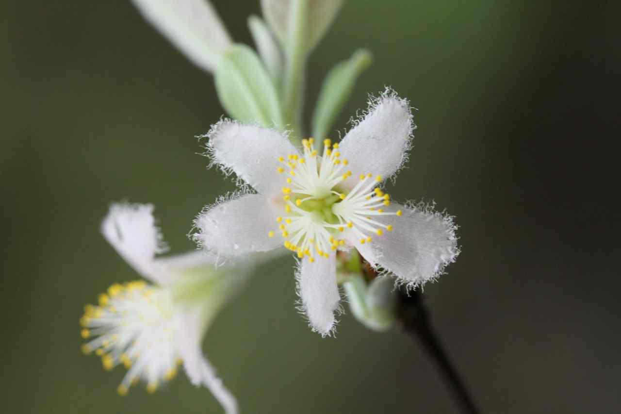 ภาพจากองค์การสวนพฤกษศาสตร์ (qsbg.org)