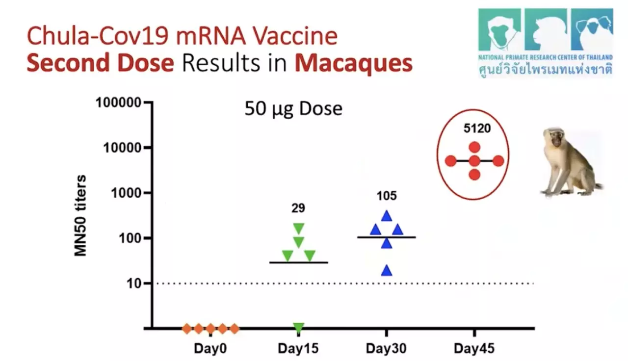ใกล้ความจริง! คืบหน้าวัคซีน mRNA จุฬาฯ เก็บรักษาง่ายกว่า ไฟเซอร์-โมเดอร์นา