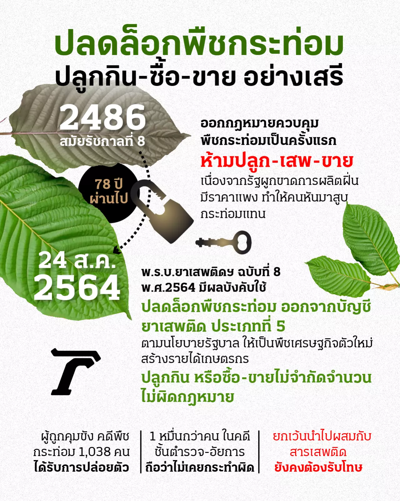 ปลดล็อกพืชกระท่อม ยาขยันพื้นบ้าน ปลูกกิน-ซื้อ-ขาย เสรี ไม่ผิดกฎหมาย