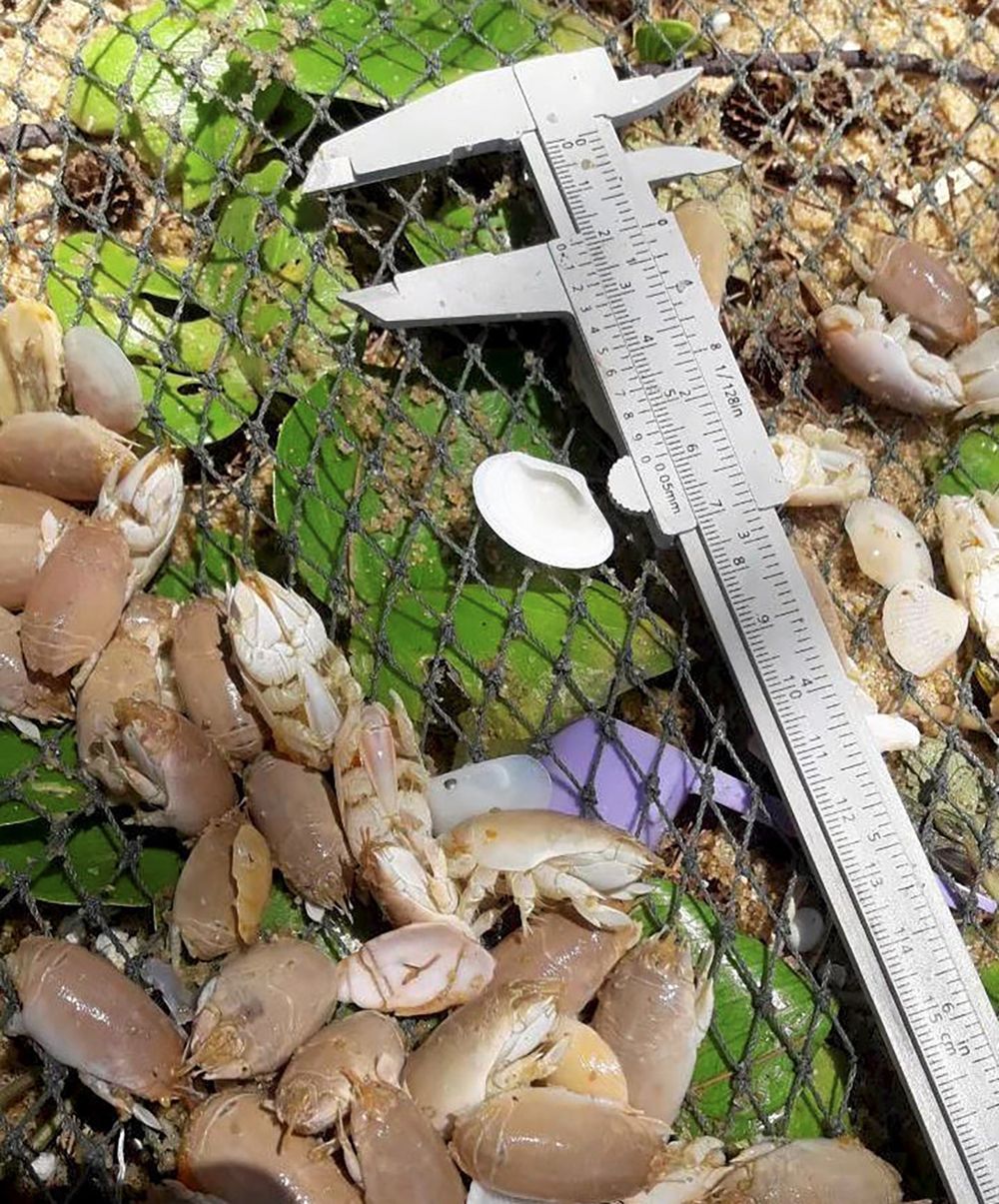 จักจั่นทะเล