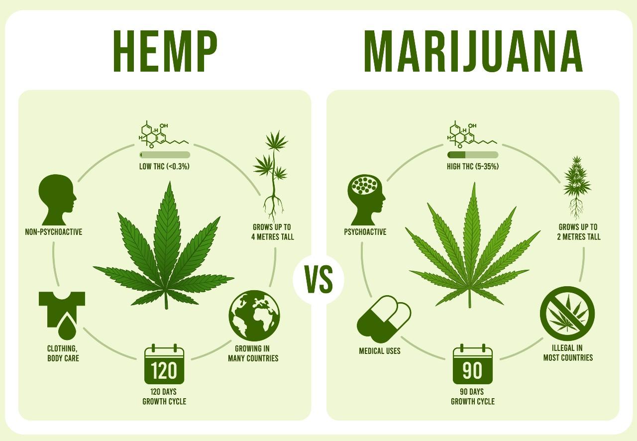 ความแตกต่างระหว่างต้นกัญชง (Hemp) และ กัญชา (Marijuana)