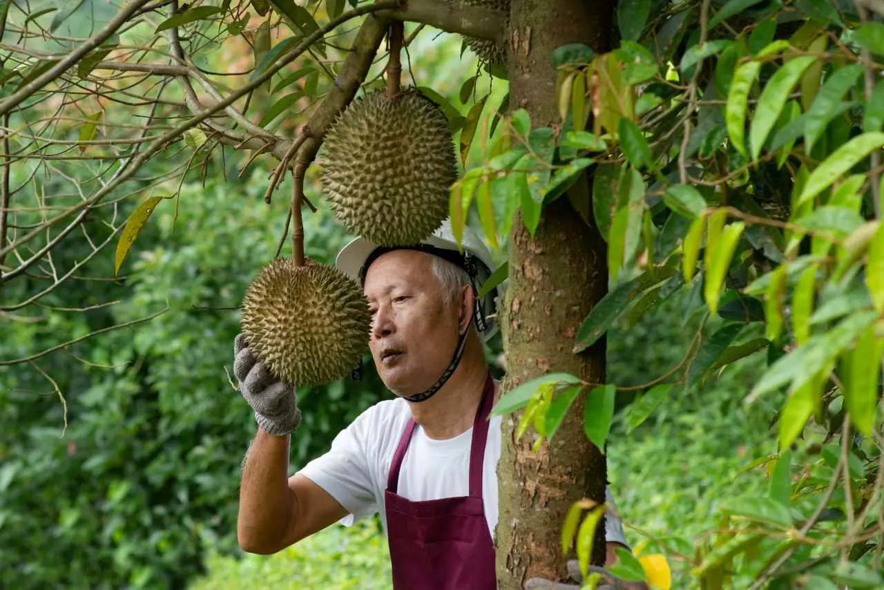 ศึกนอก ปัญหาภายใน บัลลังก์ส่งออกทุเรียนไทย กำลังถูกสั่นคลอน