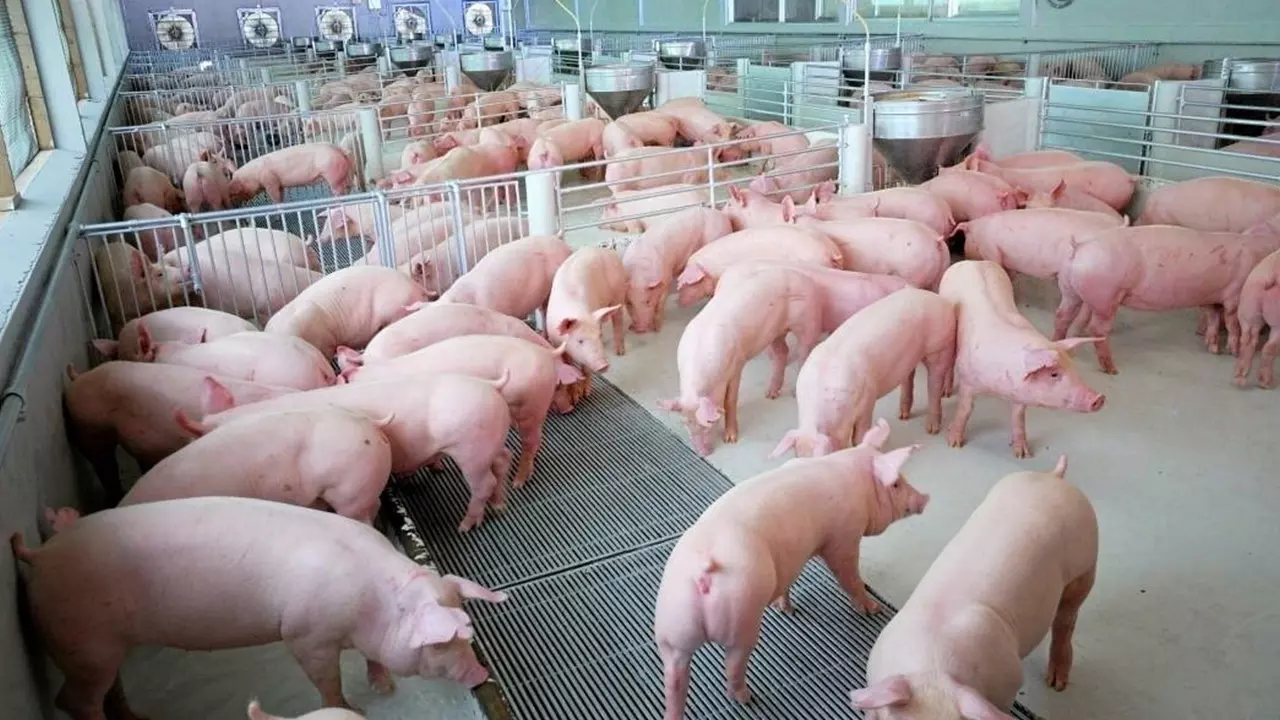 เนื้อหมูเถื่อนข้ามชาติ อีกต้นเหตุราคาตก เจ้าของฟาร์มแบกต้นทุน