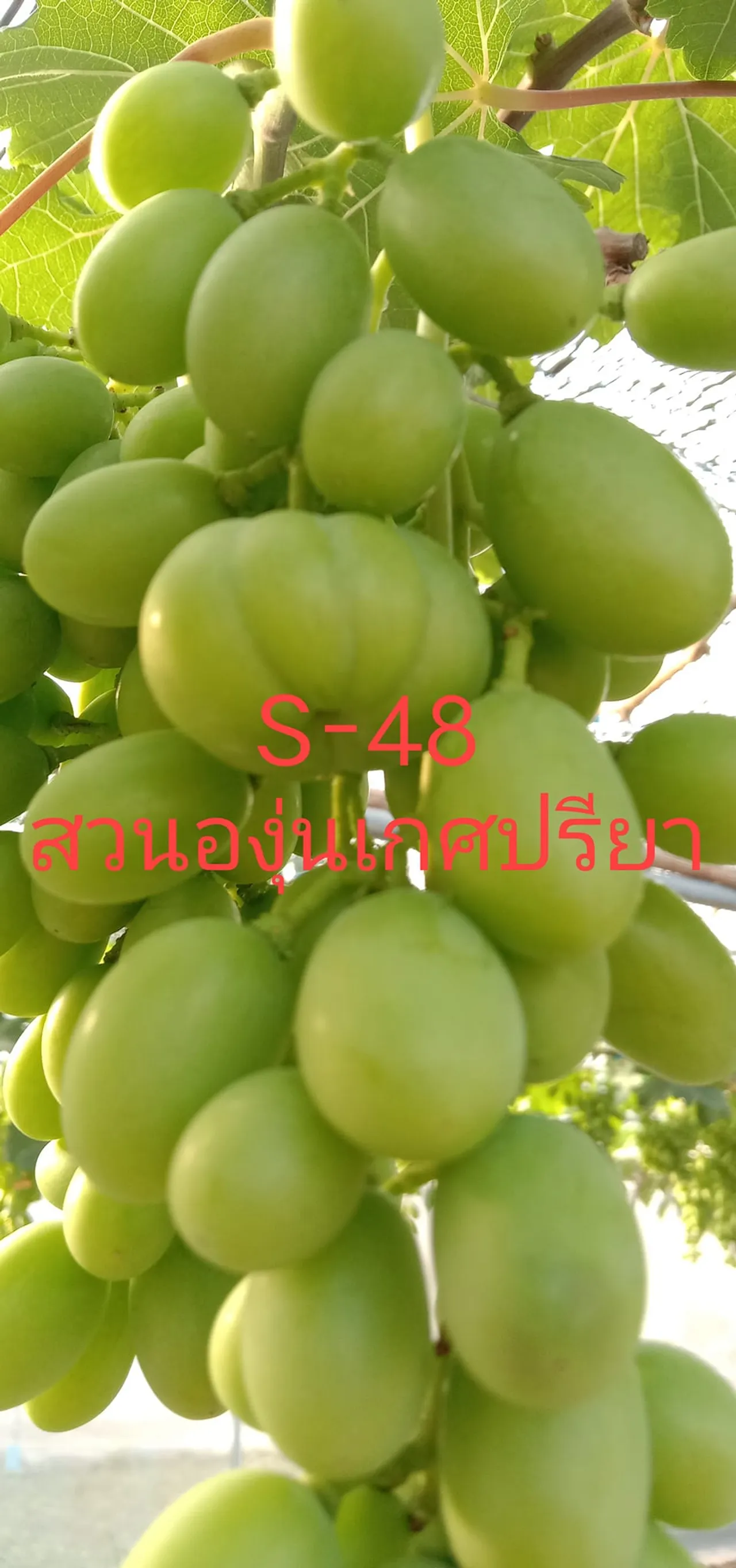 ไขความลับปลูก “องุ่น” อิสราเอล สู่มือเซียนไทย รายได้งาม