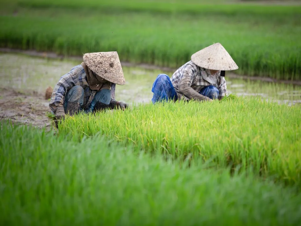 เตือน! ลานีญา ภาคใต้ฝนอ่วม เกษตรกรระวังอากาศผันผวนรุนแรง
