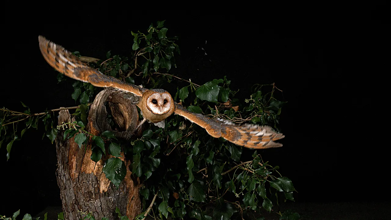 เปิดความเชื่อ "นกแสก" ร้อง สื่อถึงอะไร เกี่ยวกับความตายจริงหรือ