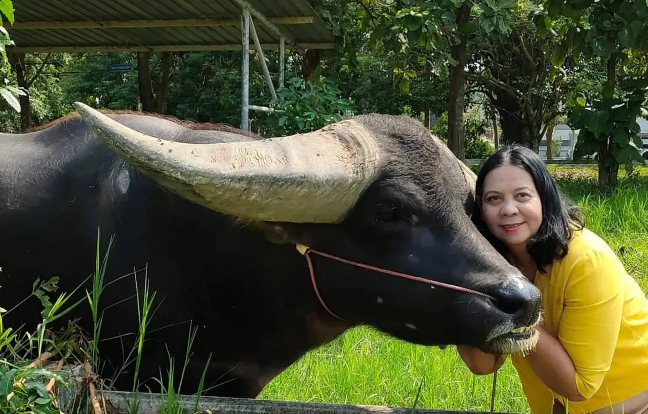 จุดเปลี่ยน 'ควายไทย' จากเกษตรกรรมสู่ธนาคารทรัพย์สิน