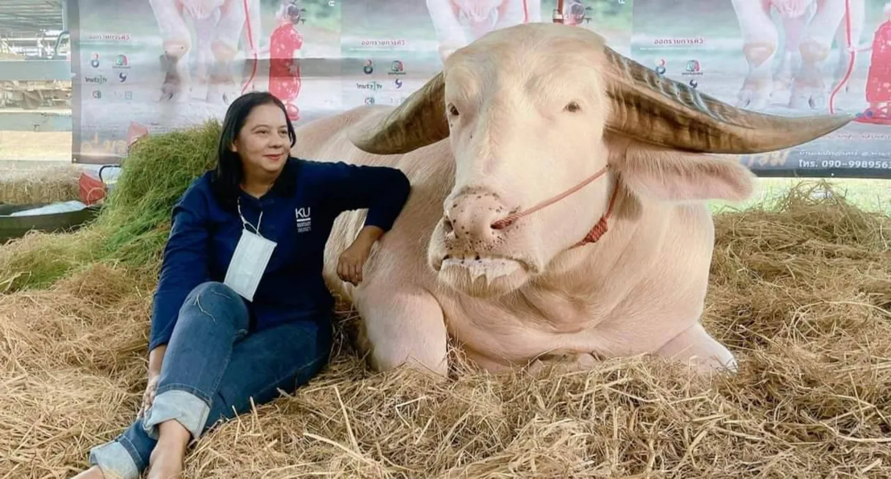 จุดเปลี่ยน 'ควายไทย' จากเกษตรกรรมสู่ธนาคารทรัพย์สิน